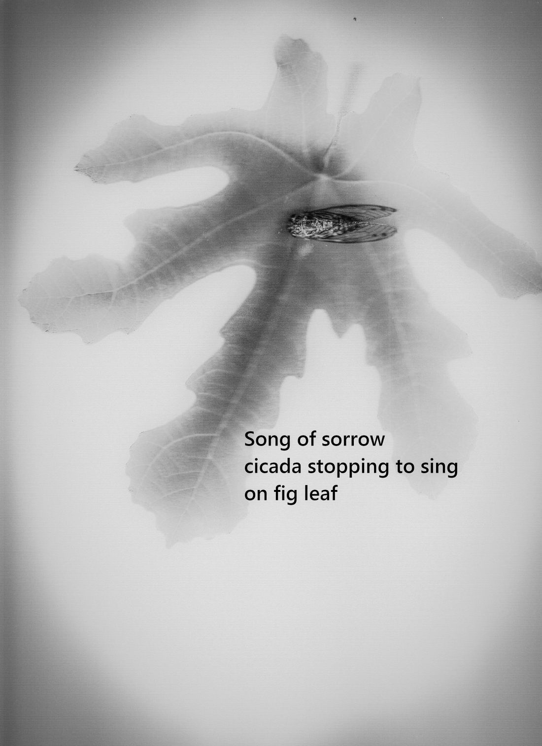 Song of sorrow_edited_edited_edited